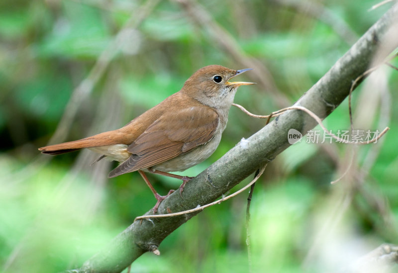 歌唱夜莺（Luscinia megarhynchos）